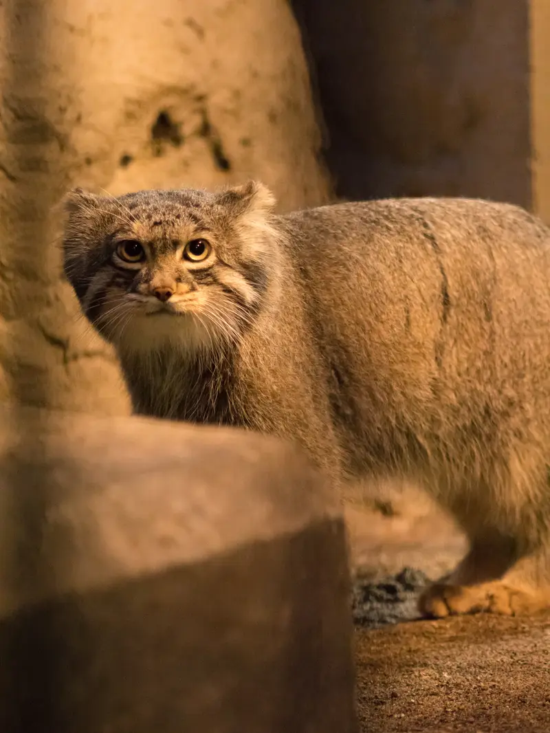 野毛山動物園のフィーガの写真