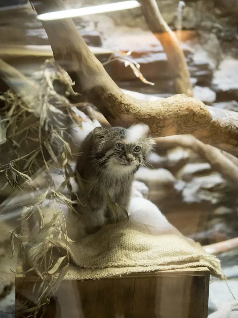 恩賜上野動物園のクリョンの写真