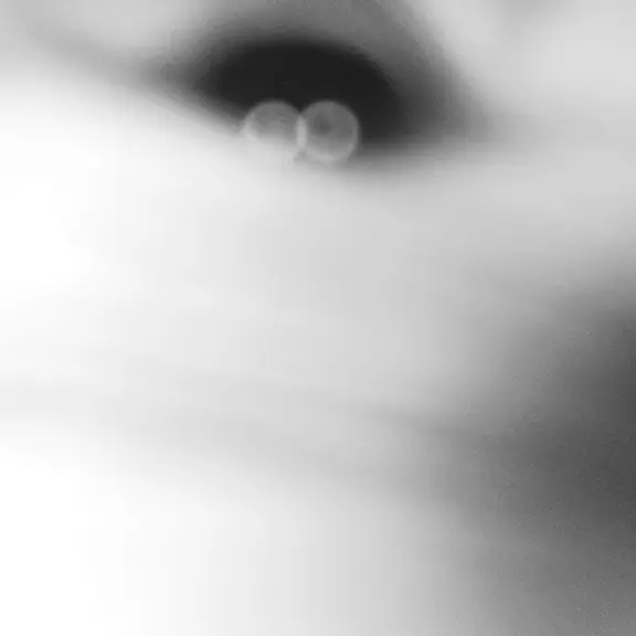マヌルネコの写真