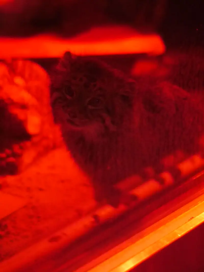 恩賜上野動物園のナイマの写真