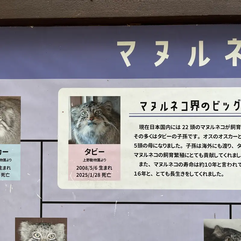 埼玉県こども動物自然公園のマヌルネコの写真