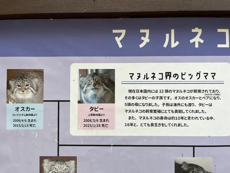 埼玉県こども動物自然公園のマヌルネコの写真