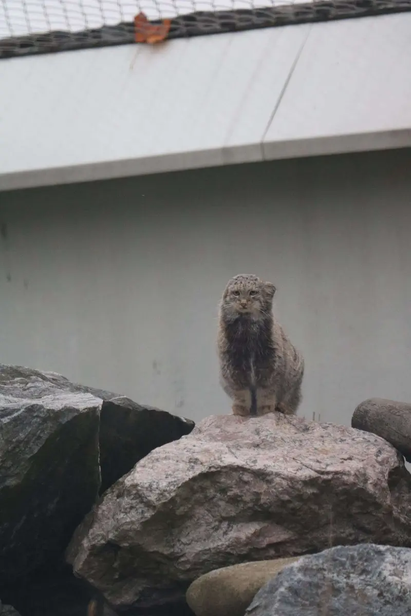 コルケアサーリ動物園のサイミの写真