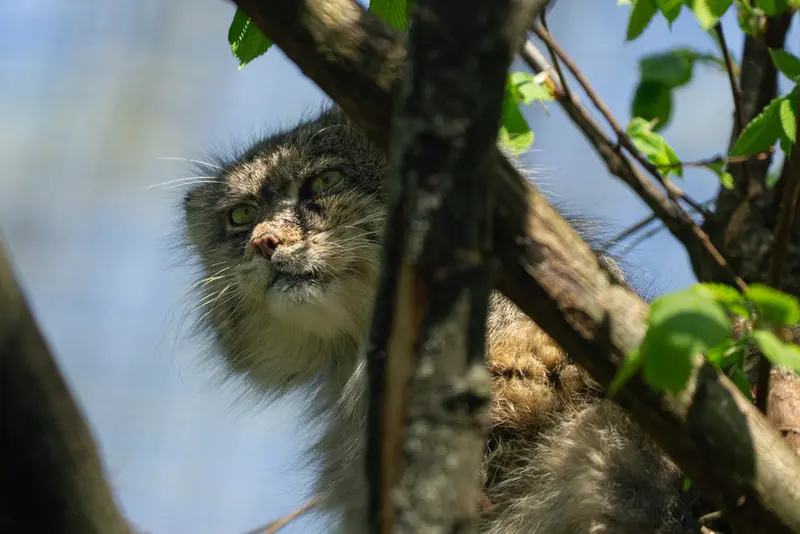 ウッチ動物園のパッツォの写真