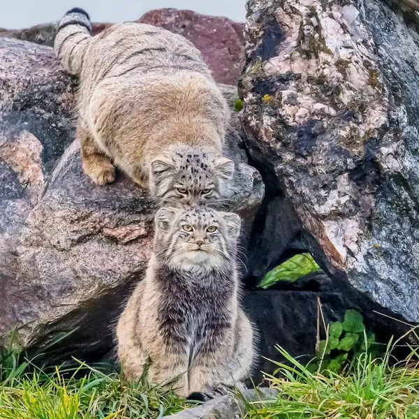 コルケアサーリ動物園のコッリ・オッリとカッティ・マッティの写真