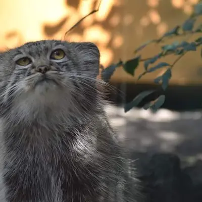 ブダペスト動物園＆植物園のアイセンの写真