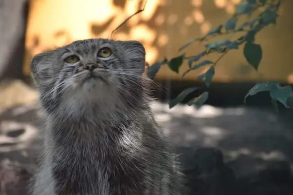 ブダペスト動物園・植物園のアイセンの写真