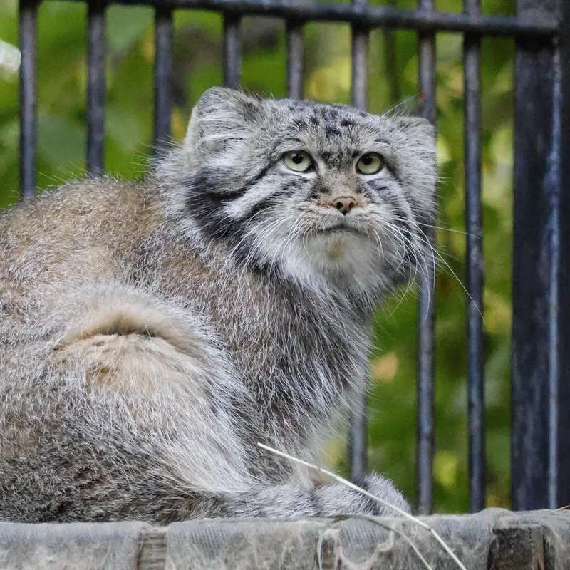 ノヴォシビルスク動物園のシルヴェスターの写真