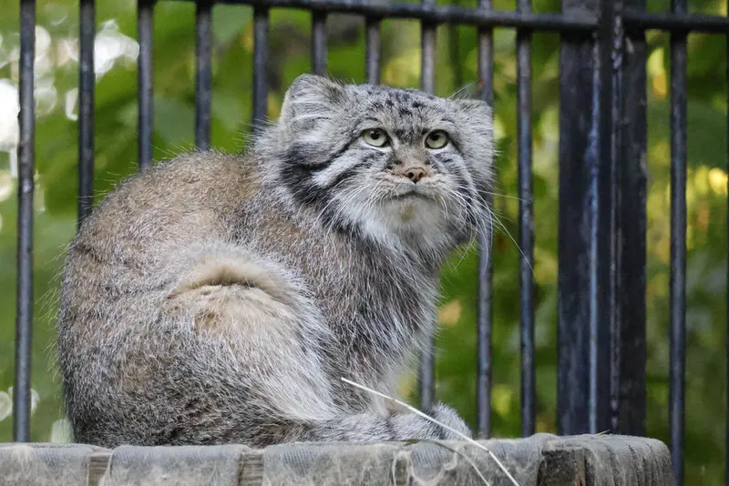 ノヴォシビルスク動物園のシルヴェスターの写真