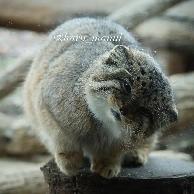 那須どうぶつ王国のボルの写真