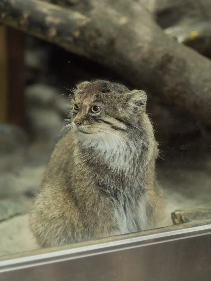 恩賜上野動物園のプリームラの写真