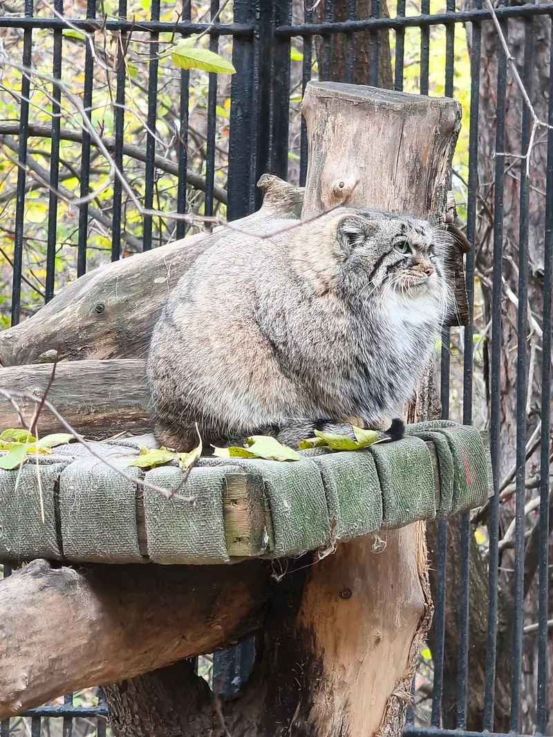 ノヴォシビルスク動物園のアーニャの写真