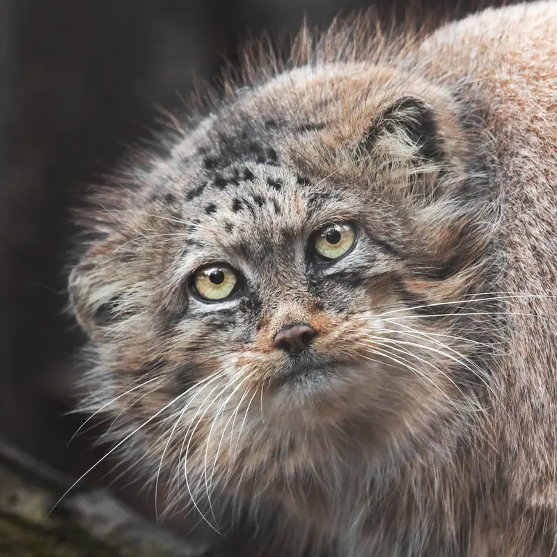 ブルノ動物園のマヌルネコのローザ