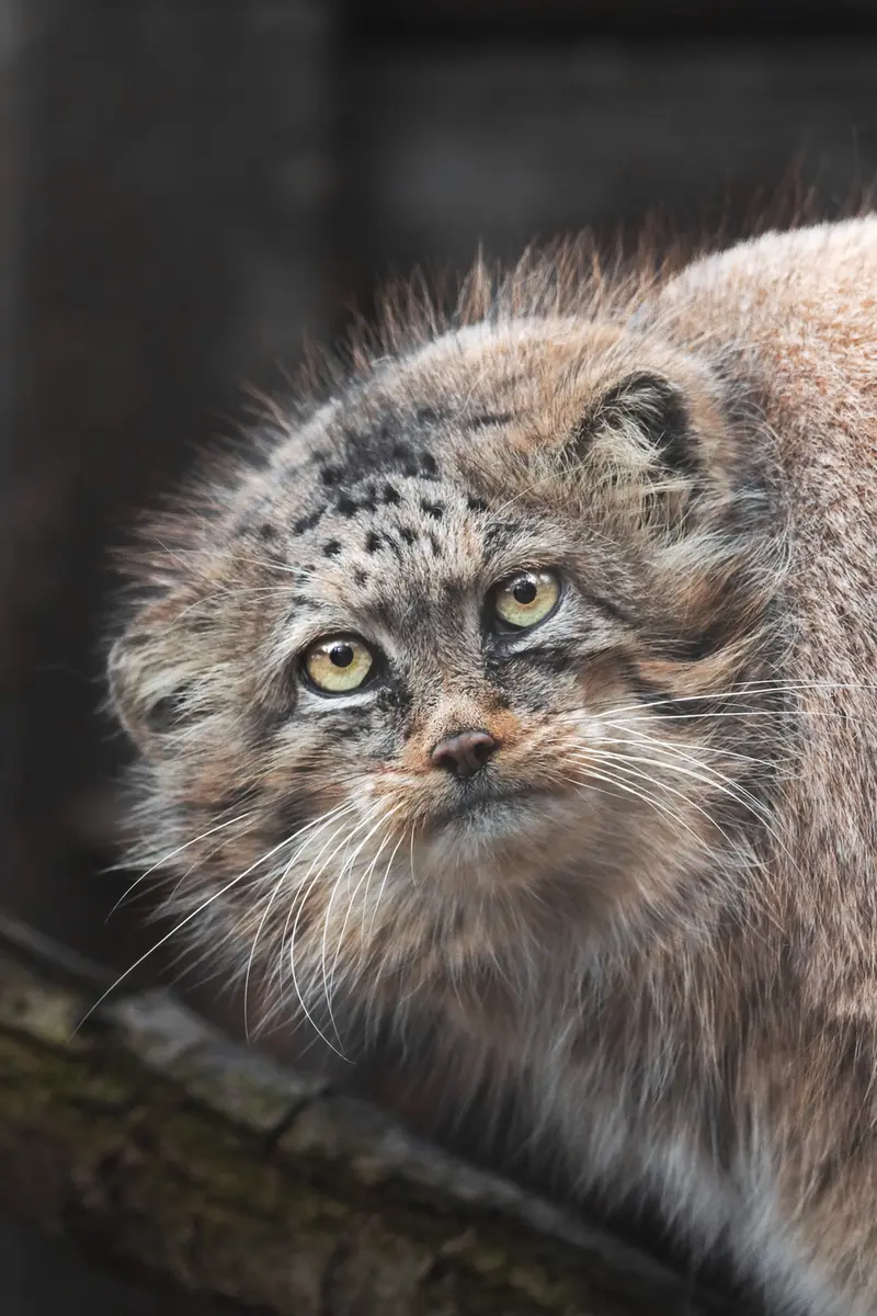 ブルノ動物園のローザの写真