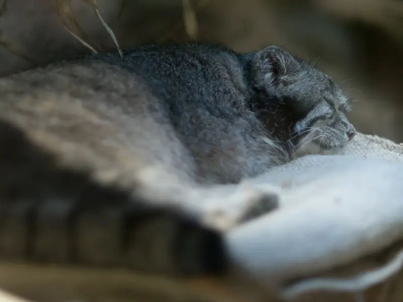 恩賜上野動物園のクリョンの写真