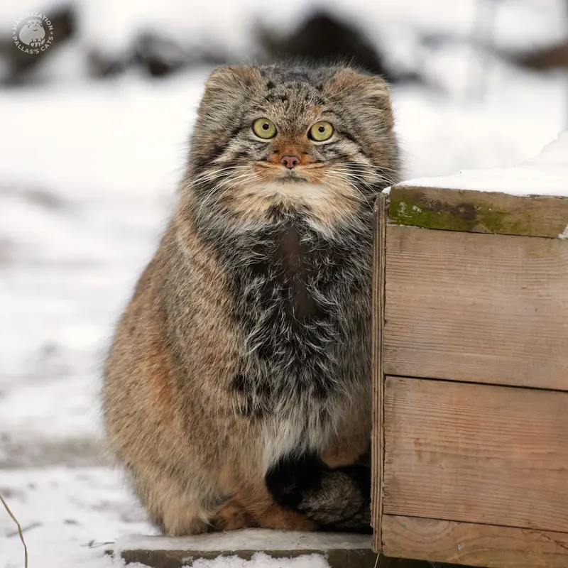 ノヴォシビルスク動物園のアデルの写真