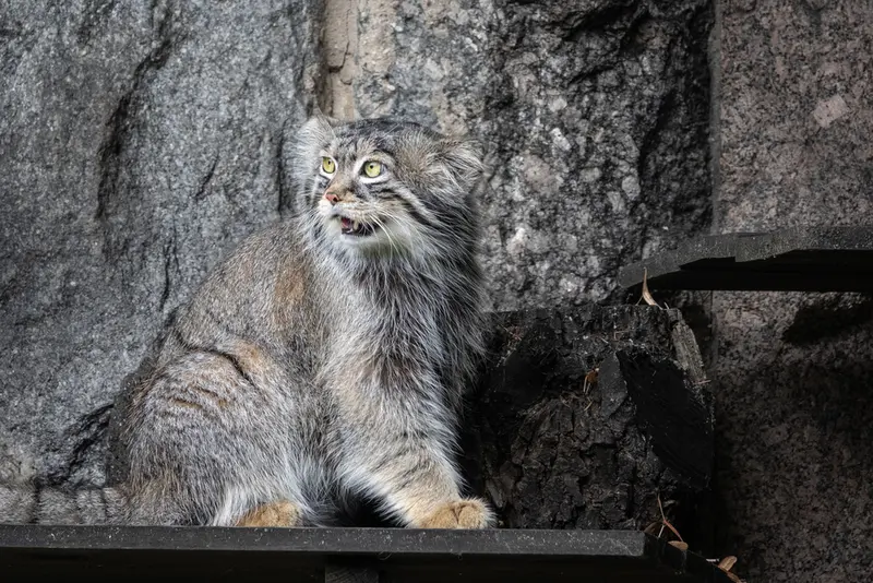 モスクワ動物園のティモフェイの写真