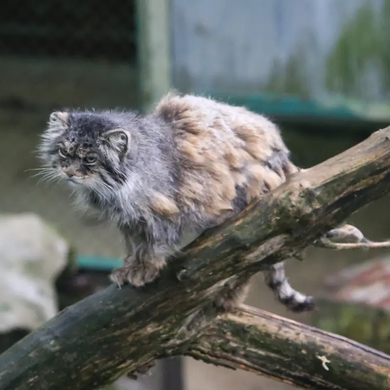ウッチ動物園のパッツォの写真