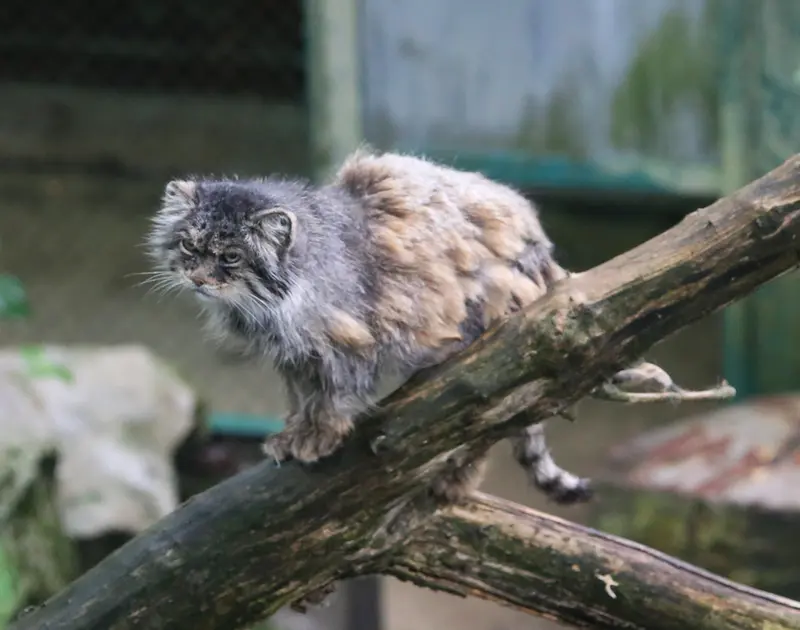 ウッチ動物園のパッツォの写真
