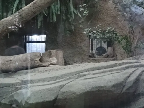 マヌルネコの写真