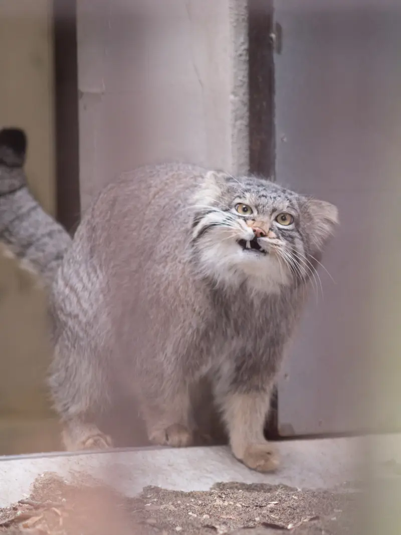 野毛山動物園のフィーガの写真