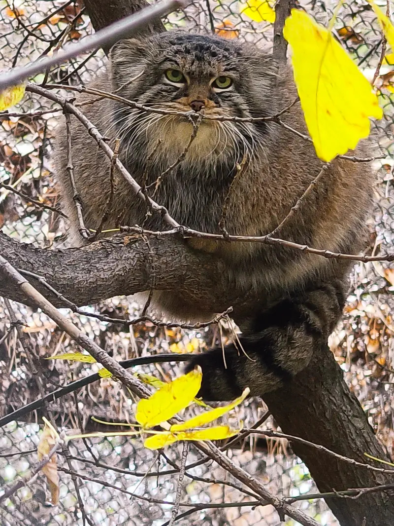 ノヴォシビルスク動物園のゾーシャの写真