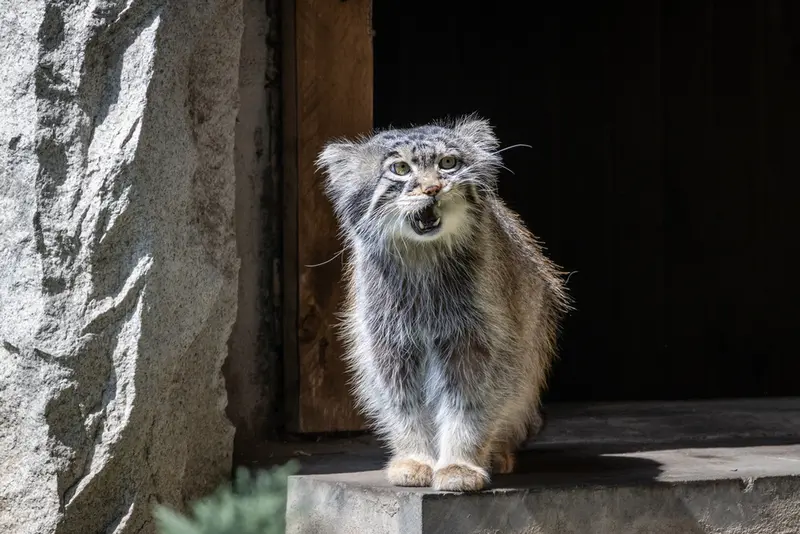 モスクワ動物園のティモフェイの写真