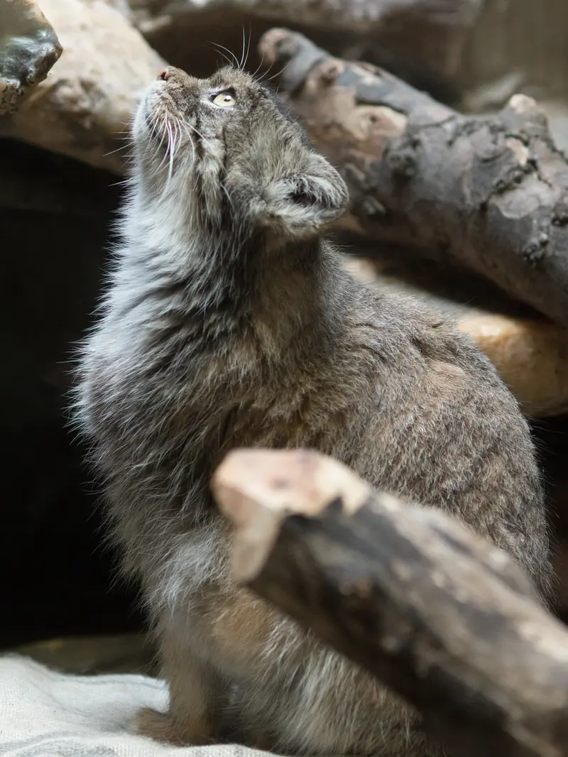 恩賜上野動物園のプリームラの写真