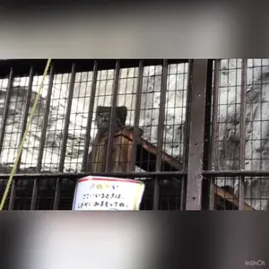 野毛山動物園のマヌルネコの写真