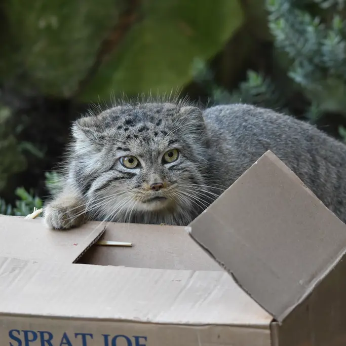 バナム動物園のベラの写真