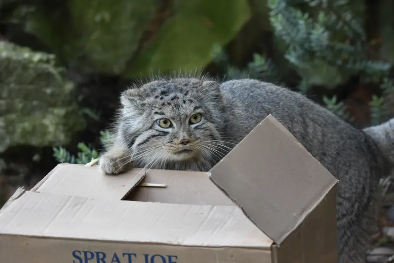 バナム動物園のベラの写真