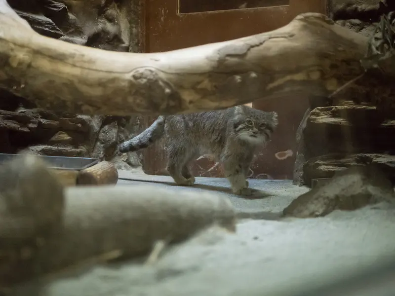 恩賜上野動物園のクリョンの写真