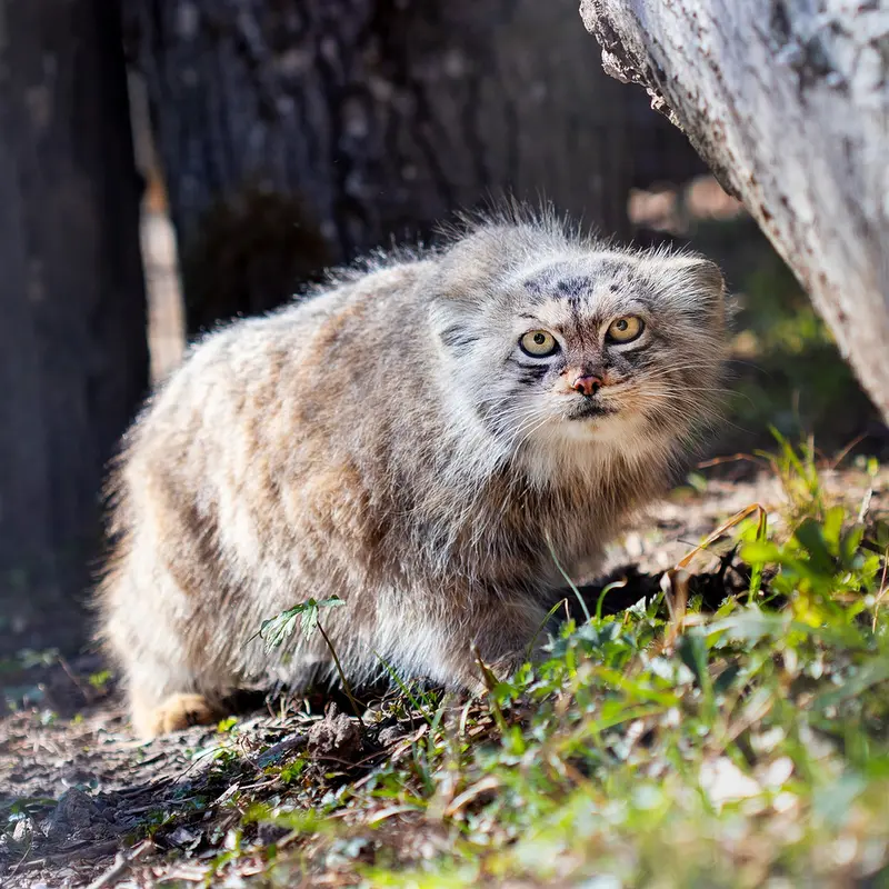 リトアニア動物園のメリッサの写真