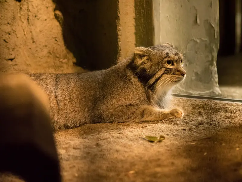 野毛山動物園のフィーガの写真