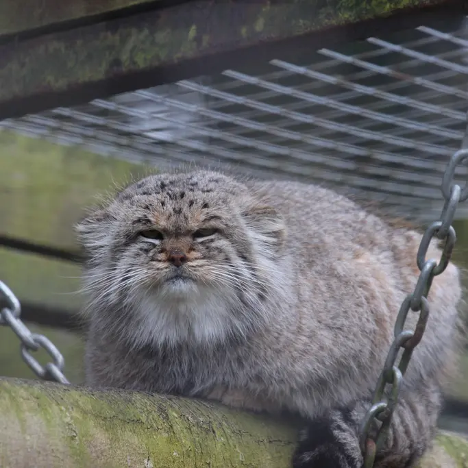 バナム動物園のバックの写真