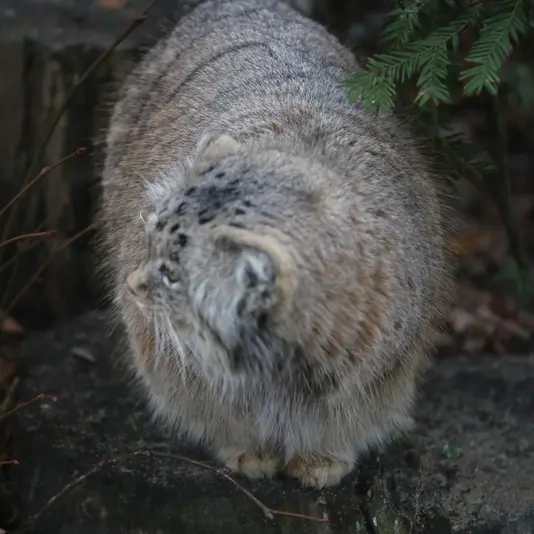 ポズナン新動物園のマニアの写真