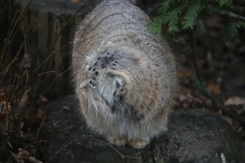 ポズナン新動物園のマニアの写真