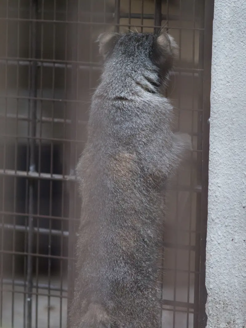 野毛山動物園のフィーガの写真