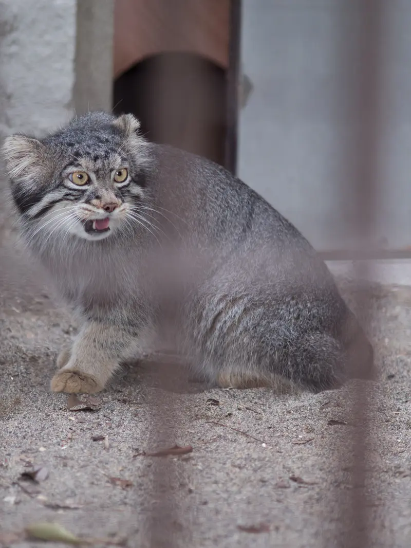 野毛山動物園のフィーガの写真