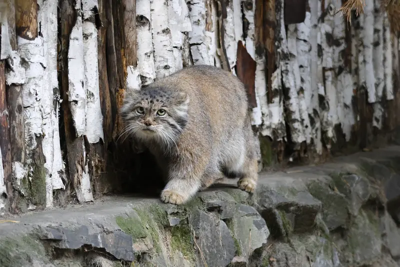 ノヴォシビルスク動物園のラストチカの写真