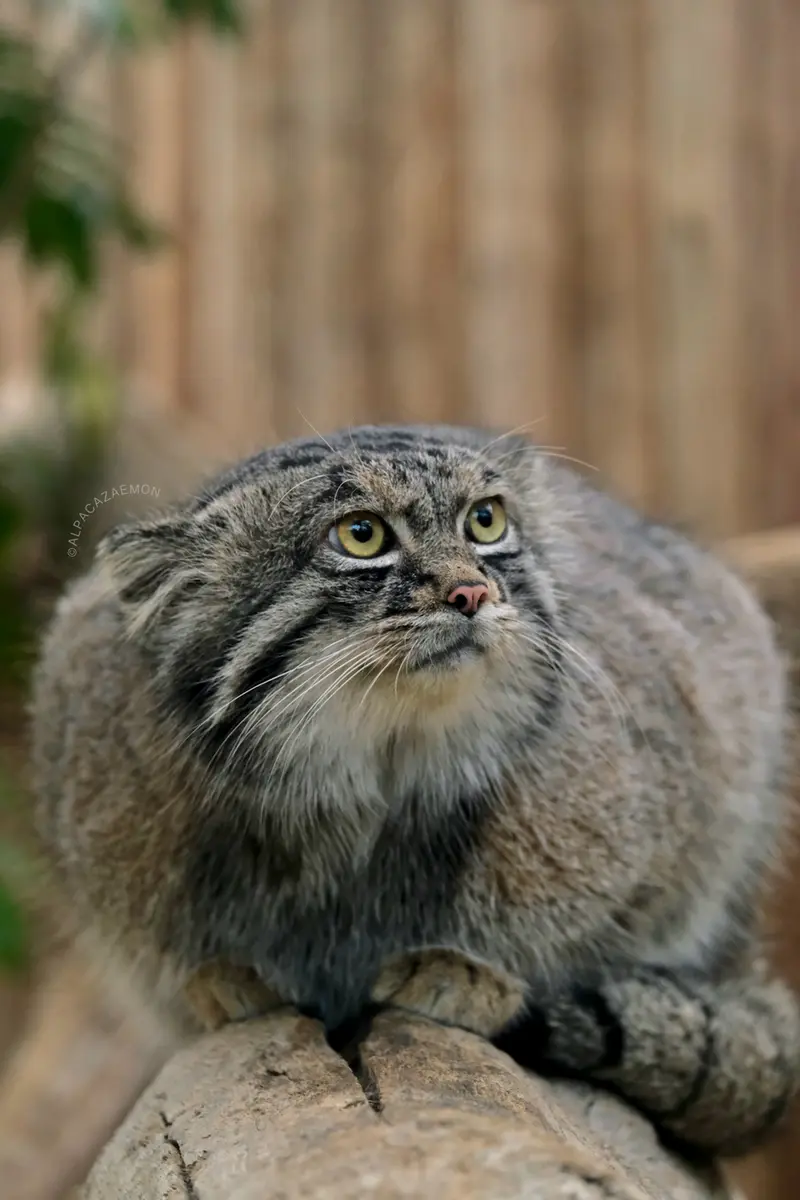 神戸どうぶつ王国のナルの写真