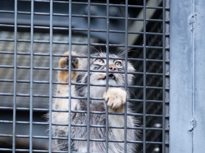 旭山動物園のヒデの写真
