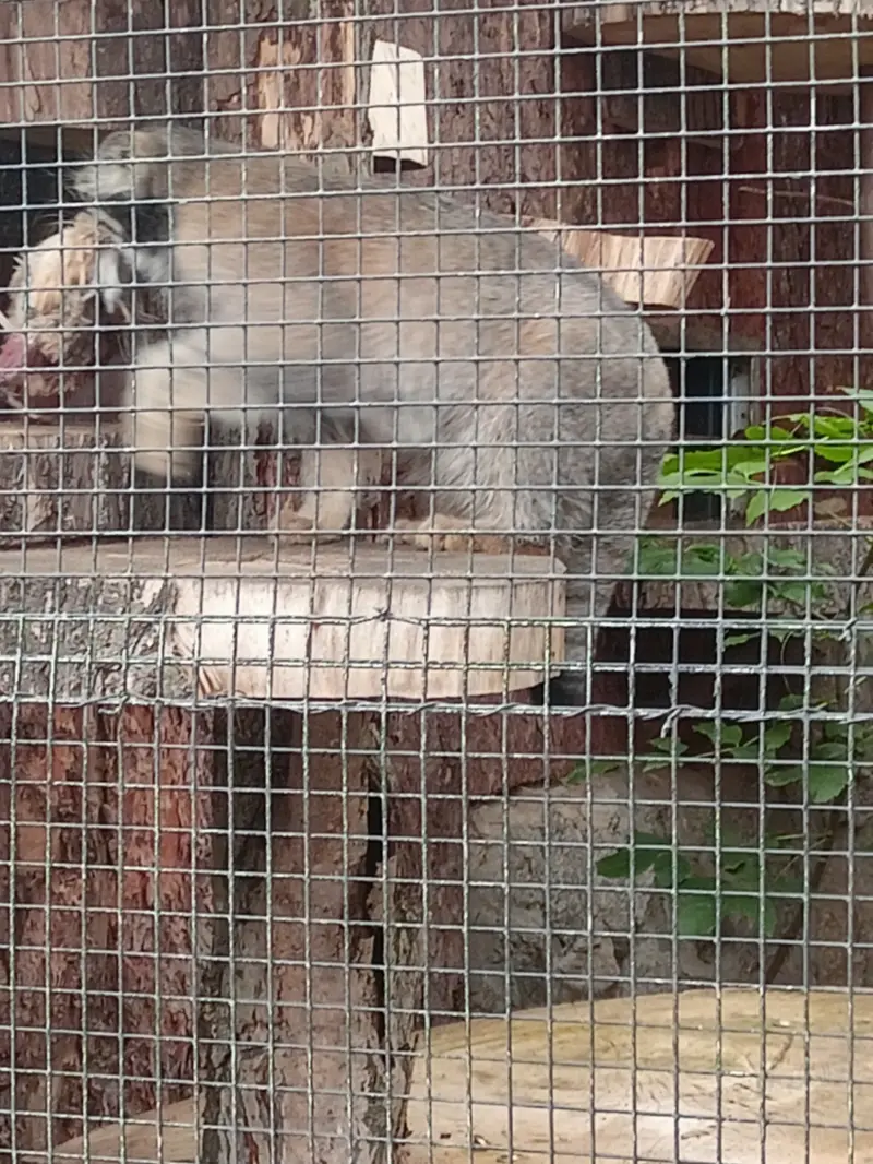 マヌルネコの写真