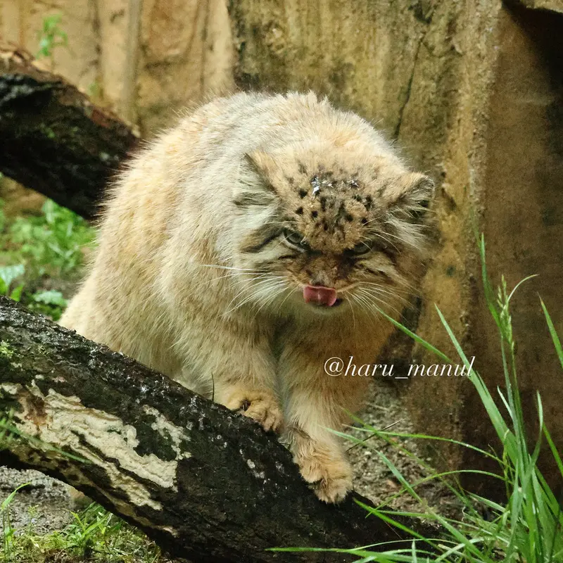 那須どうぶつ王国のボルの写真