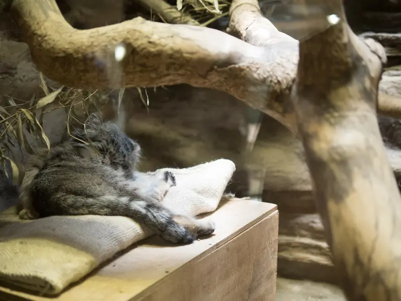 恩賜上野動物園のクリョンの写真