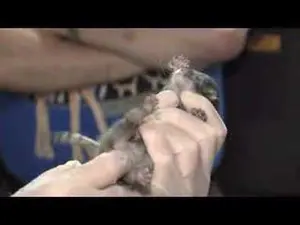 シンシナティ動物園のマヌルネコの動画