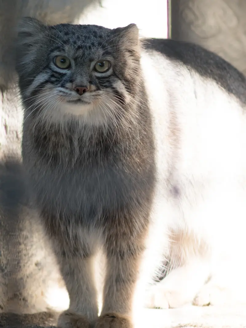 野毛山動物園のフィーガの写真
