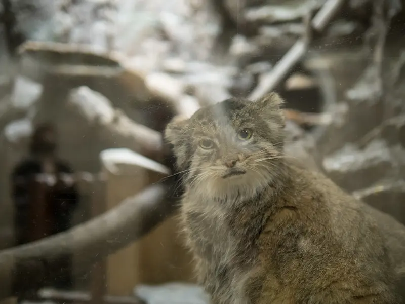 恩賜上野動物園のプリームラの写真