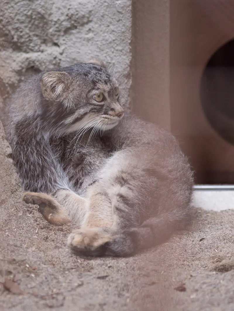 野毛山動物園のフィーガの写真