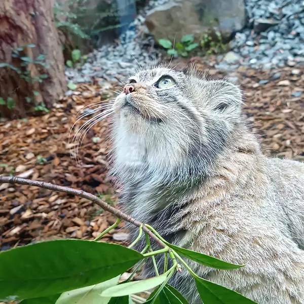 トレゴムール動物園のイフルの写真